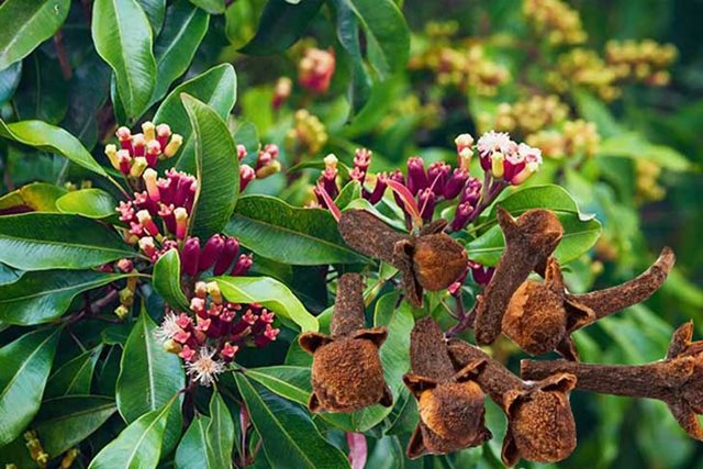 7 lợi ích sức khỏe khi uống nước đinh hương lúc bụng đói